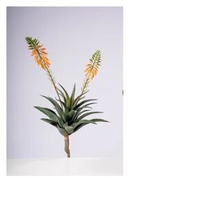 22 Inches Aloe Vera Plant Flowers